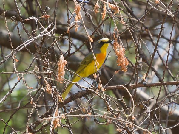 <h3><a href="/trips/tanzania/biota/animalia/chordata/aves/040 passeriformes/036 malaconotidae/chlorophoneus sulfureopectus/chlorophoneus sulfureopectus-nl.html">Chlorophoneus&nbsp;sulfureopectus</a> / Orange‑breasted&nbsp;bushshrike / Oranje&nbsp;bosklauwier</h3>OM-1 Mark II met OLYMPUS M.150-400mm F4.5, 1/2000 sec  bij F4.5, ISO 2000, afstand 24.4&nbsp;m